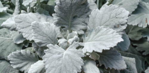 Dusty Miller (new Look) Seeds (5 Pc)