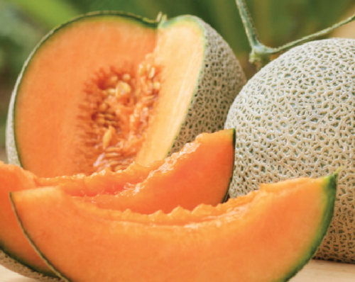 Edisto 47 Cantaloupe Melon Seeds (5 Pc)