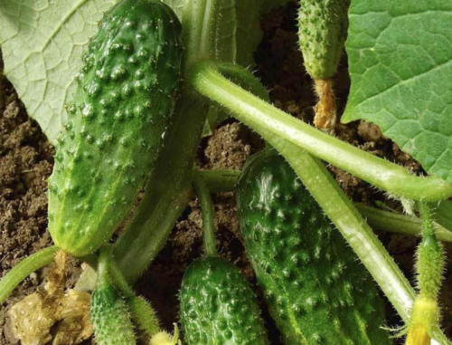 Salad Bush Cucumber Seeds (5 Pc)